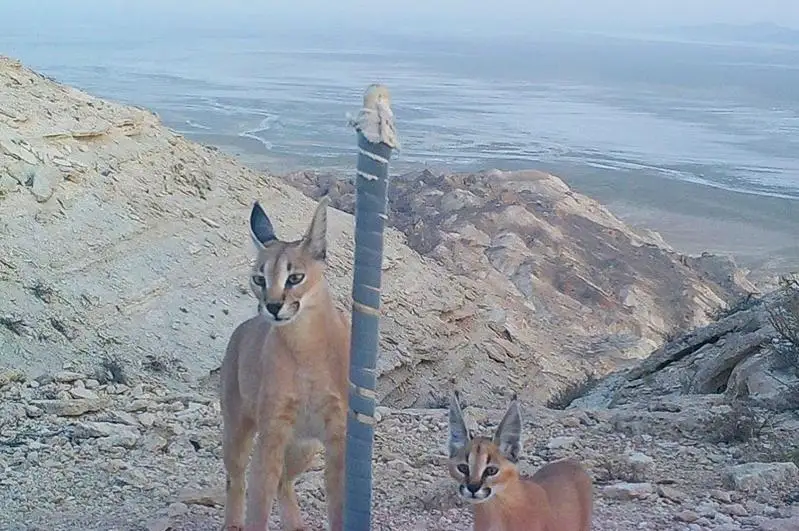 Устюртский заповедник поделился редкими кадрами из фотоловушек