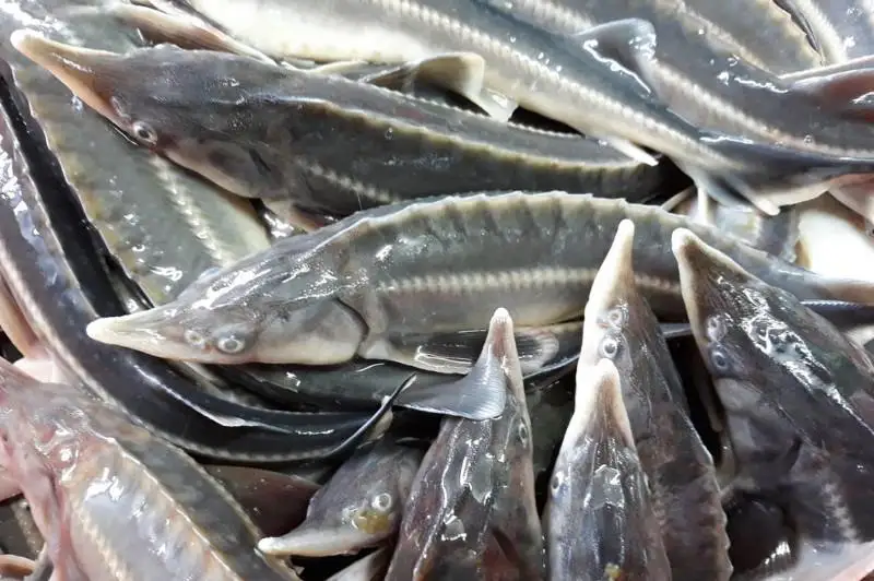 Браконьера со стерлядью поймали в Павлодаре