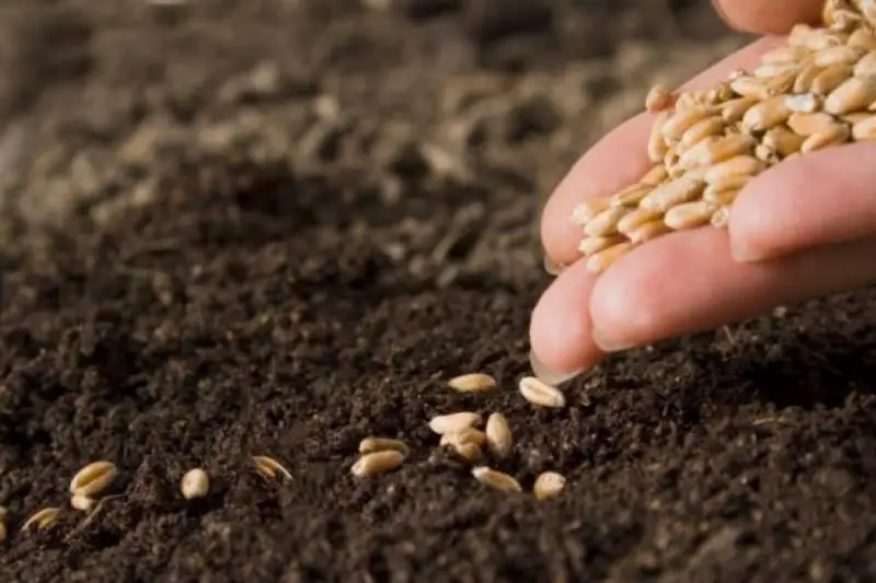 Более половины высеянных сортовых семян относятся к казахстанской селекции – Сапархан Омаров