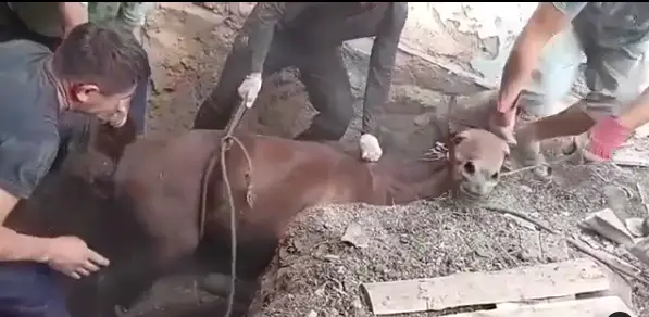 Спасатели​ города Семей​ пришли на помощь застрявшим лошадям