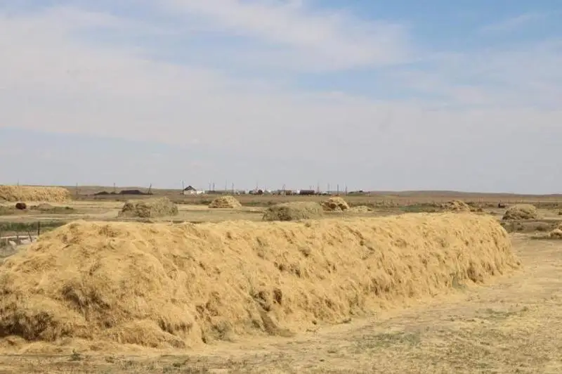 На 78 % выполнили заготовку кормов в Нуринском районе Карагандинской области