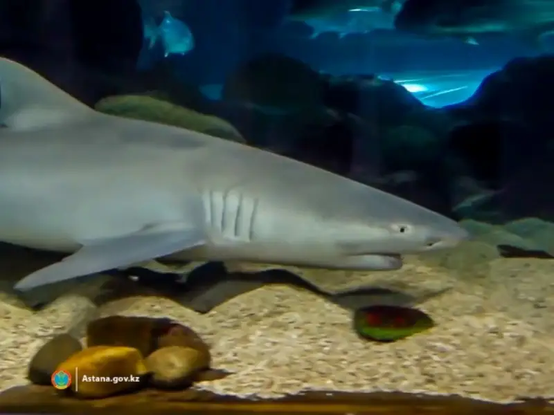 океанариуме 