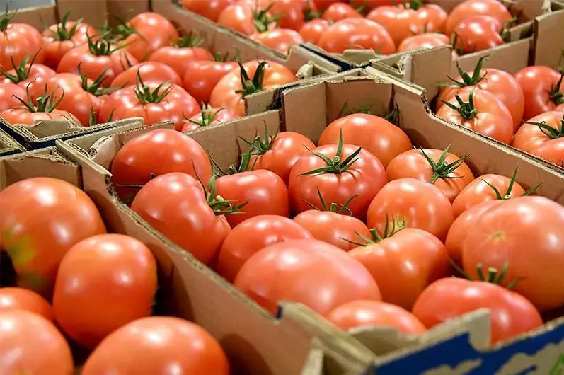 Пресечен ввоз свыше тысячи тонн подкарантинной продукции в Казахстан