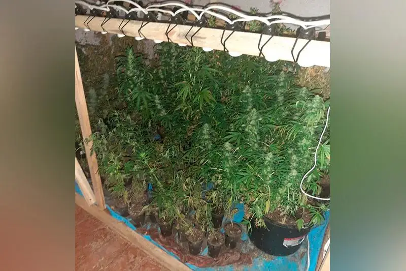 78 кустов конопли выращивали два жителя Акмолинской области