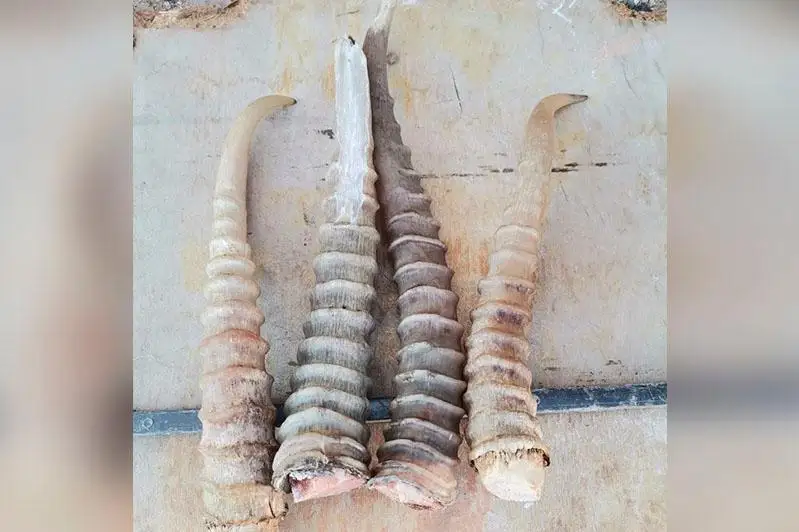 «Искали пропавший скот, нашли рога»: костанайские полицеские задержали браконьеров