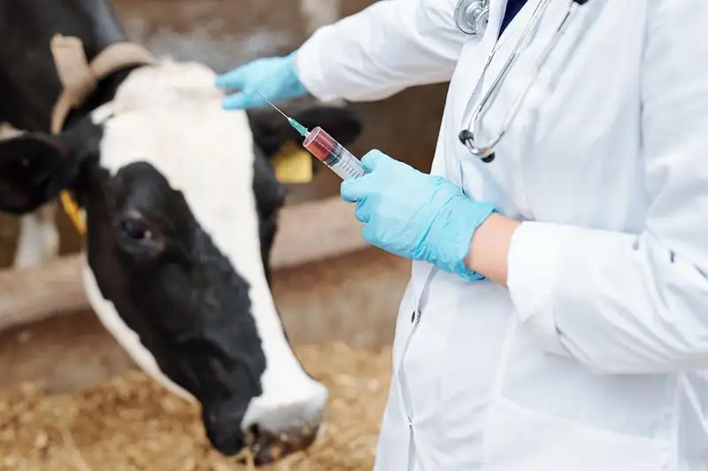 Повысить зарплаты ветеринаров планируют в Казахстане