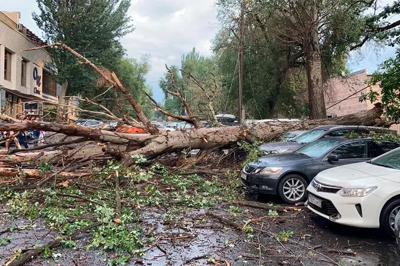 Массивное дерево упало на несколько машин в Алматы