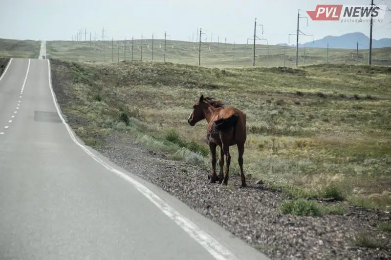 Количество краж скота снизилось в Павлодарской области
