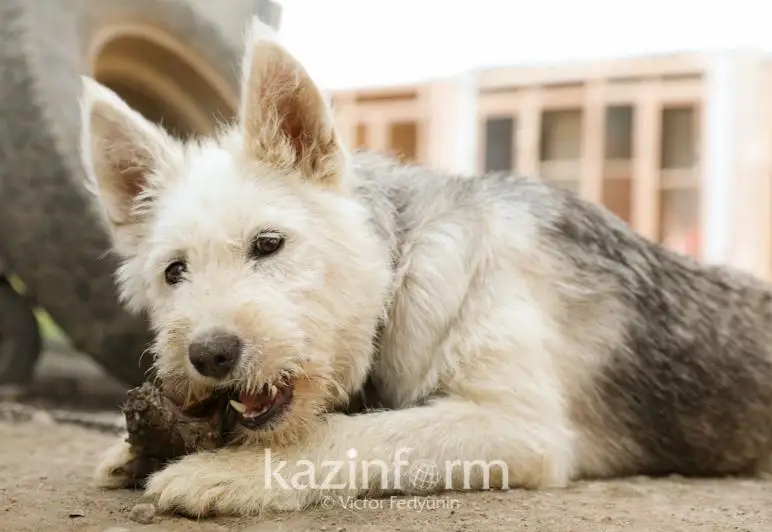 Снос домов и брошенные животные: как предлагают решить проблему в акимате Петропавловске