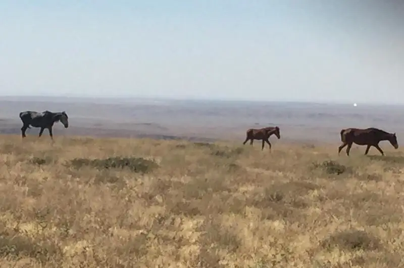 17 пропавших лошадей вернули сельчанке туркестанские полицейские