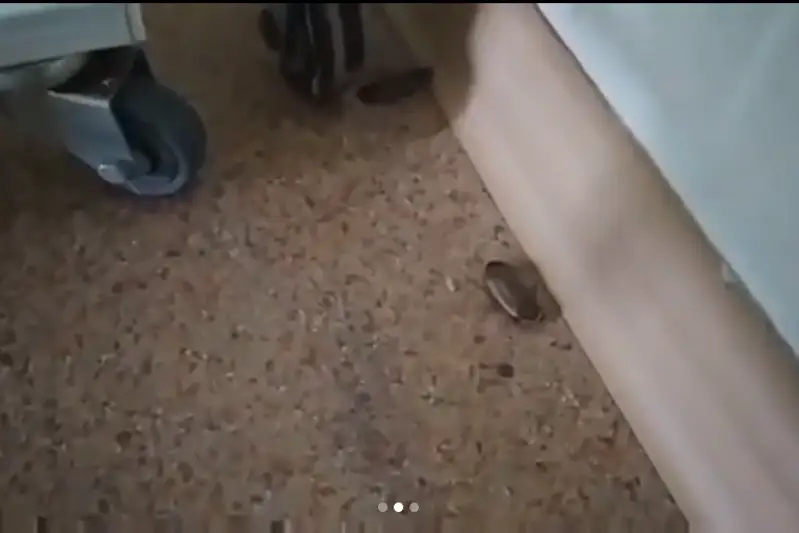 Almaty aýrýhanasyndaǵy taraqandar men egeýquıryqtar týraly vıdeo - FEIK