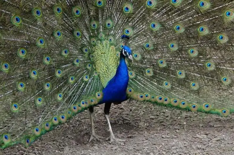 В Сарыагаше сельчанин разводит павлинов