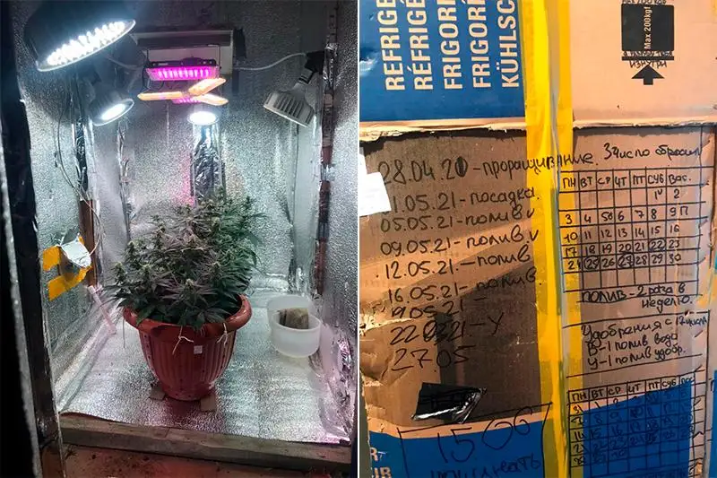 Коноплю выращивал дома у родителей 24-летний житель Кокшетау