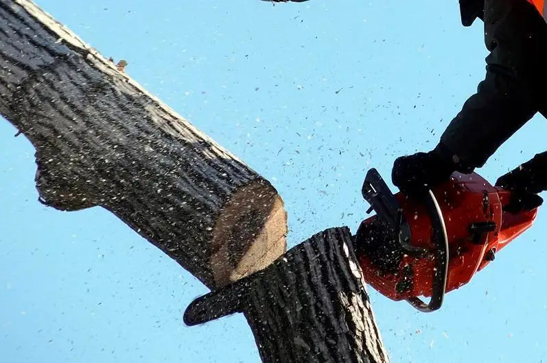 Вырубку 48 гектаров леса прокомментировали в СКО