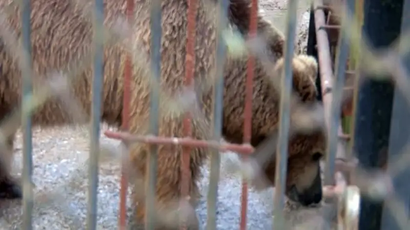 Голодающих цирковых медведей переселили в зоопарк Шымкента