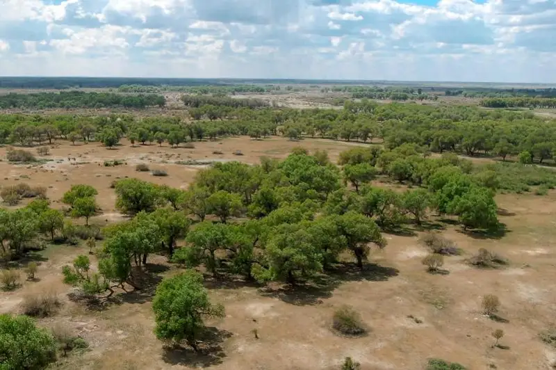 Как в Казахстане возродили реликтовое дерево турангу