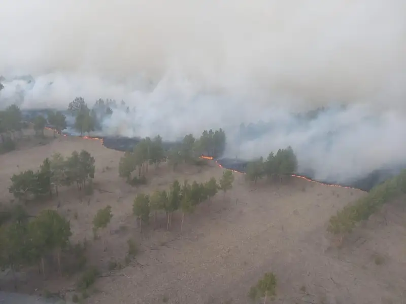 В пять раз увеличилось количество лесных пожаров в Костанайской области