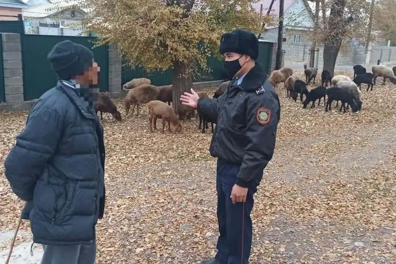 Jambyl oblysynda jolǵa shyqqan maldary úshin 27 adam aıyppul tóledi