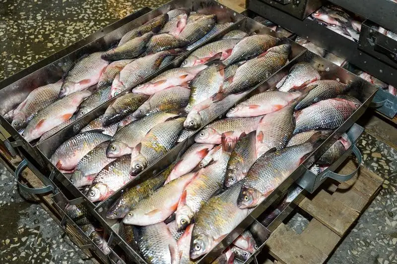 Более 35 тысяч тонн рыбной продукции экспортировал Казахстан