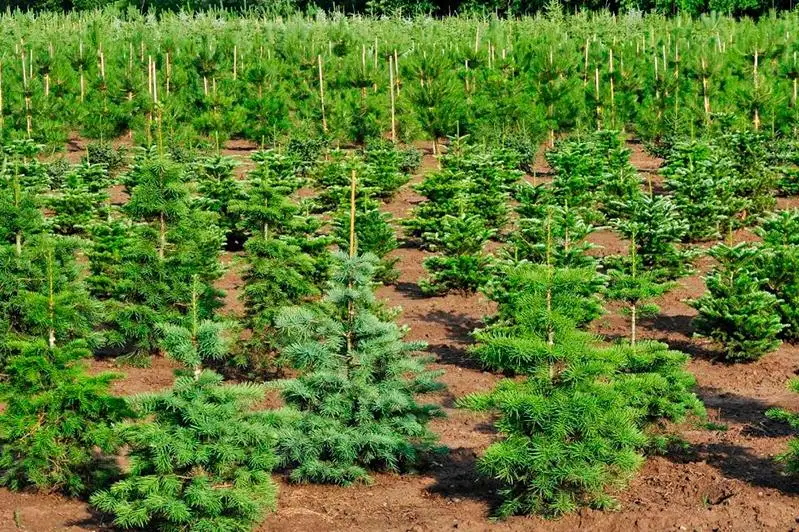 445 гектаров засажено новым лесом в Карагандинской области