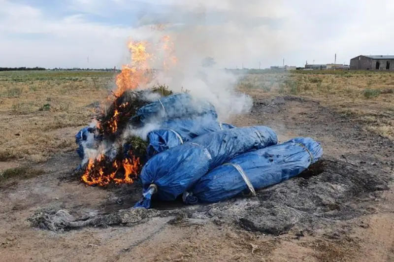 Около двух тонн дикорастущей конопли уничтожили жамбылские полицейские