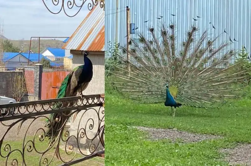 Похищенного павлина вернули сельчанину в Алматинской области