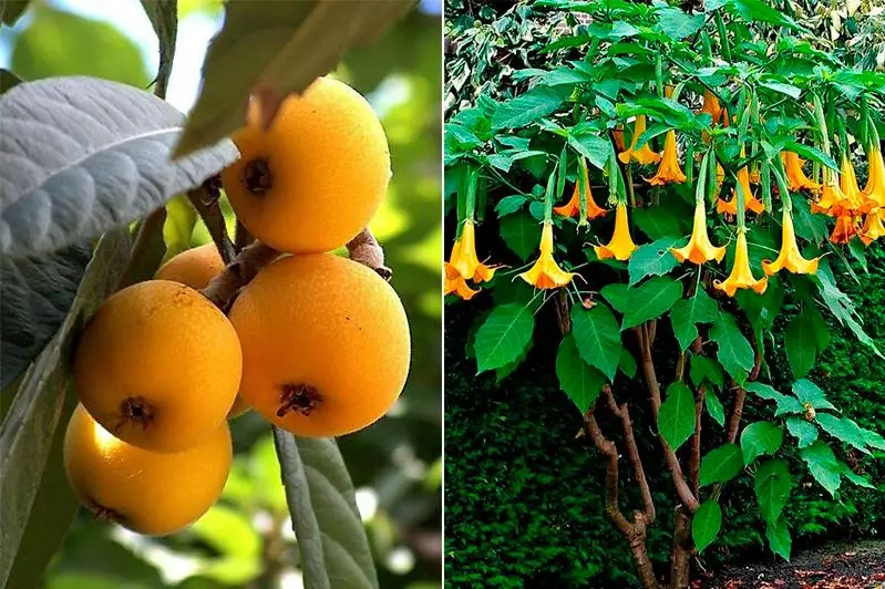 Саженцы экзотических растений подарил житель Калифорнии ботаническому саду Петропавловска