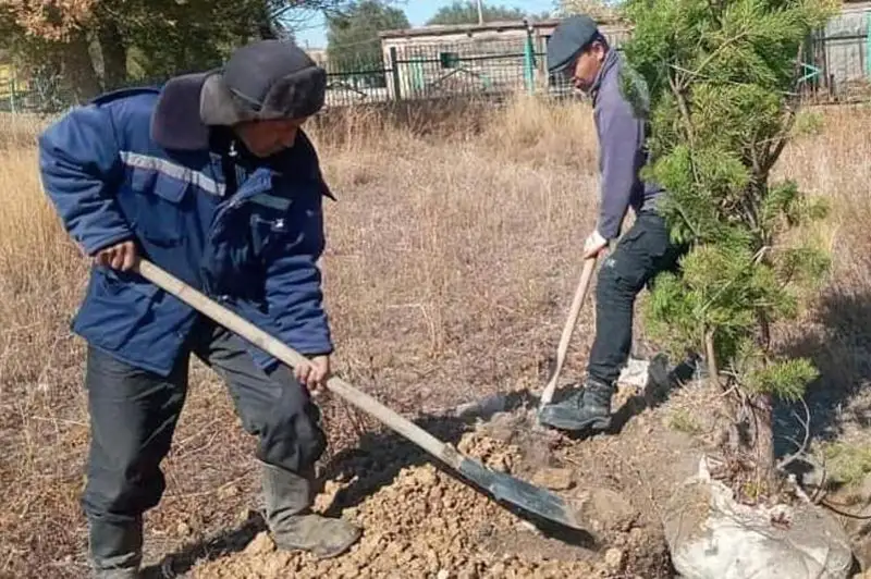 30 деревьев посадили к 30-летию Независимости жители села в Карагандинской области