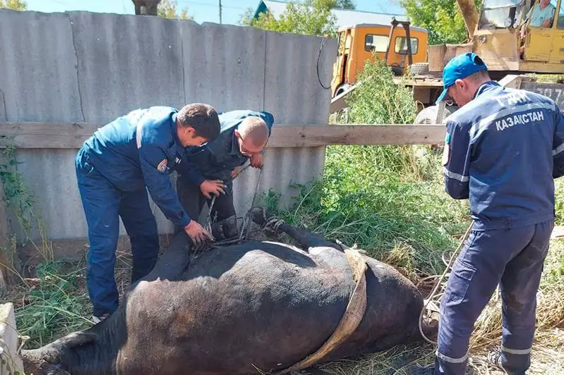 Спасатели вызволили корову из колодца в Аркалыке