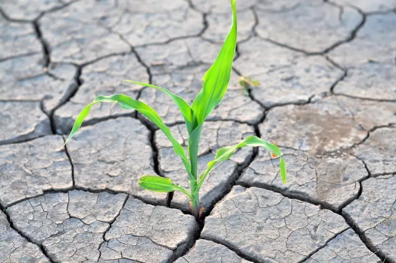 Готова ли Актюбинская область к засухе