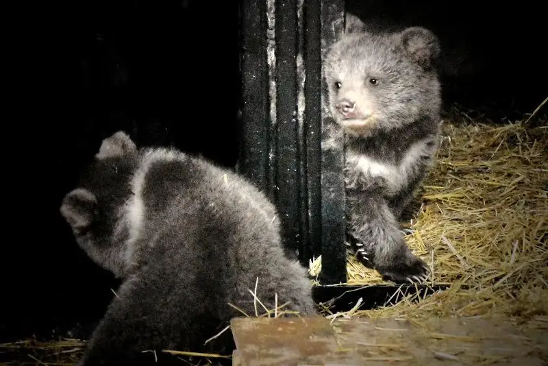 Almaty zoobaǵynda eki qonjyq dúnıege keldi