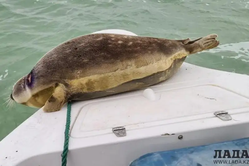 Двух краснокнижных каспийских тюленей спасли в Мангистауской области