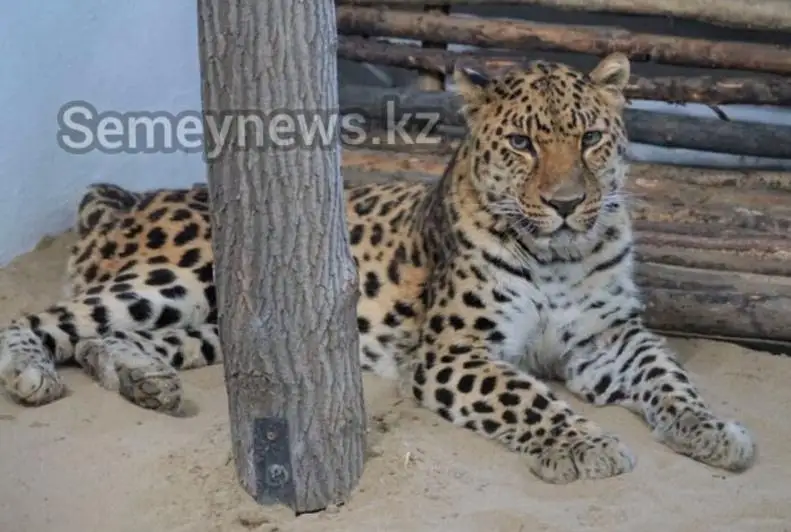 Леопард появился в биоцентре Семея