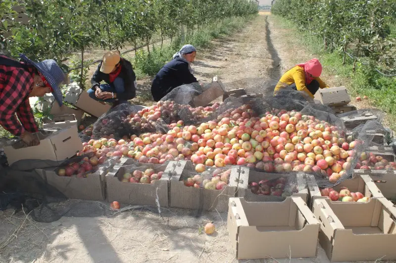 Площадь интенсивного садоводства достигла 400 га в одном из районов Туркестанской области