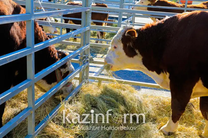 Казахскую белоголовую выставили против быков герефордов и ангусов на соревнованиях в Нур-Султане