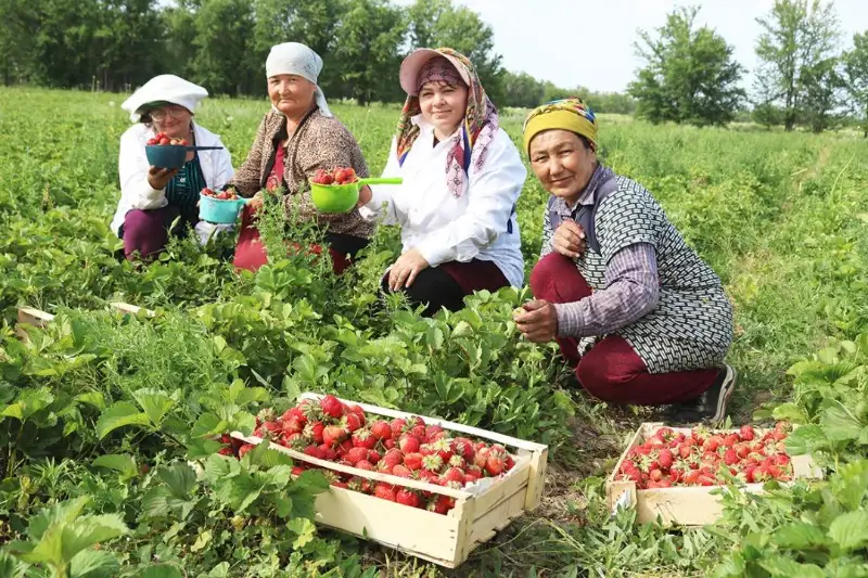13 тонн клубники собрали в крестьянском хозяйстве Жамбылской области