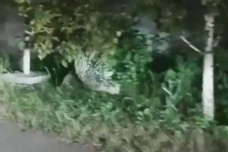 Дикобраза на улице в Есике засняли на видео