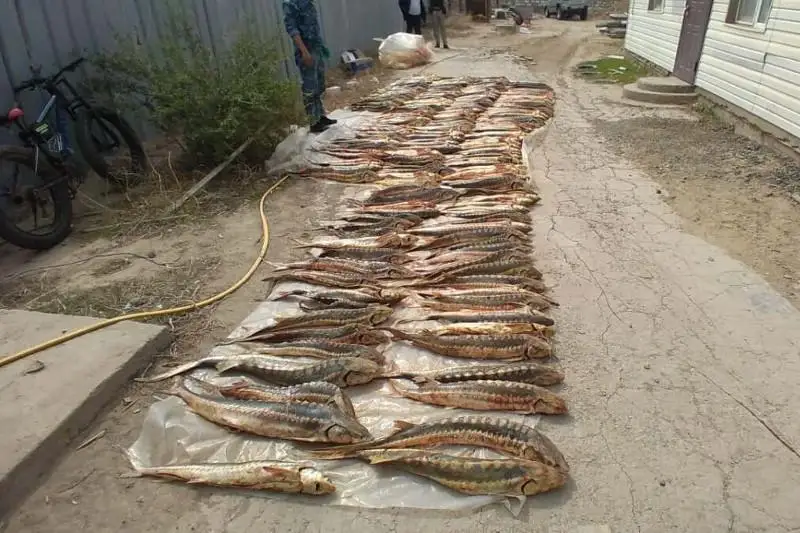 Одну тонну осетра изъяли у браконьеров в Атырауской области