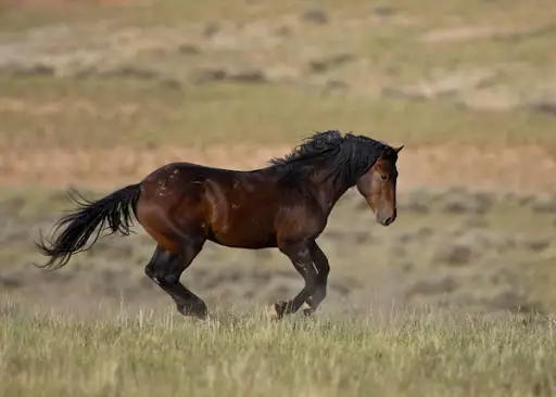 جۇيرىك جىلقىنىڭ مۇشە ءبىتىمى
