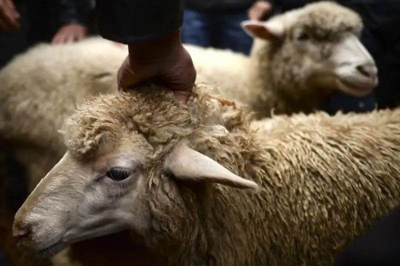 Курбан айт: разрешено ли жертвоприношение в условиях засухи