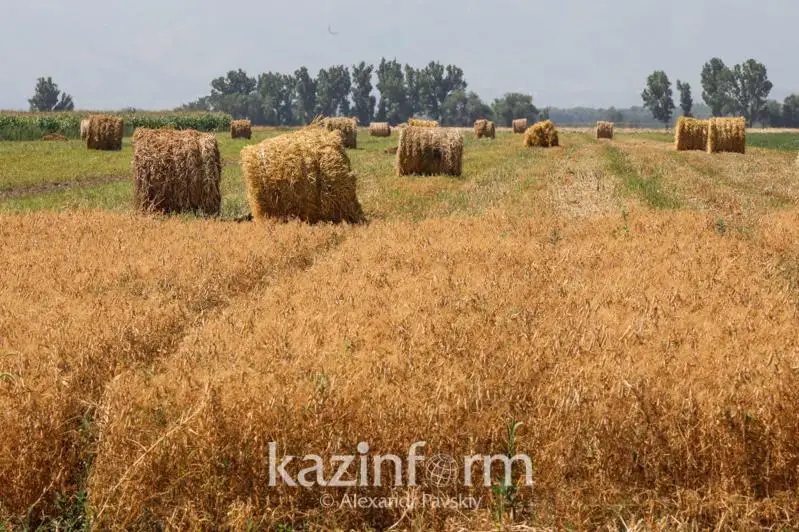 Трудности с кормами: Районы Костанайской области делятся друг с другом сеном