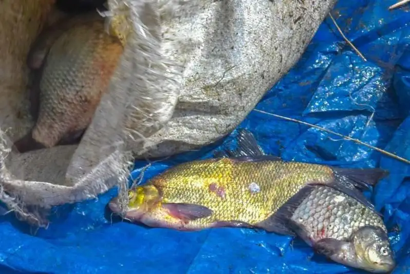 Свыше двух тонн рыбы выловили браконьеры в ВКО