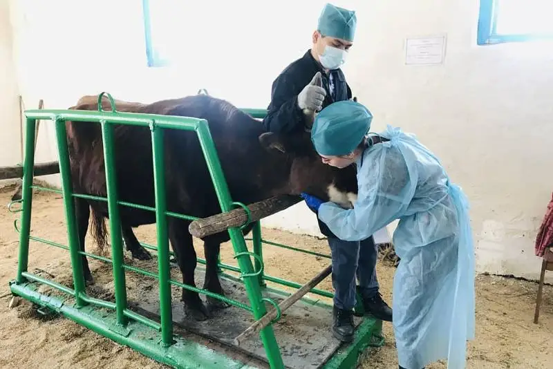 Aqmolada tórt oblystyń bolashaq mal dárigerleri ózara saıysty