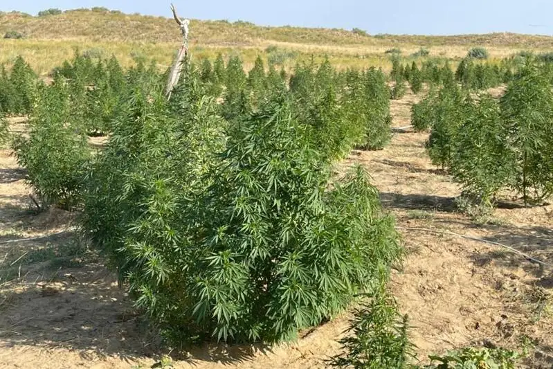Наркогруппировка держала плантации марихуаны в двух регионах Казахстана