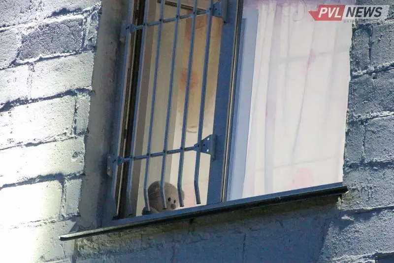 Подростка нашли мертвым в Павлодаре