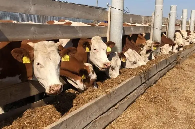Программы по поддержке сельского хозяйства реализуют в Акмолинской области