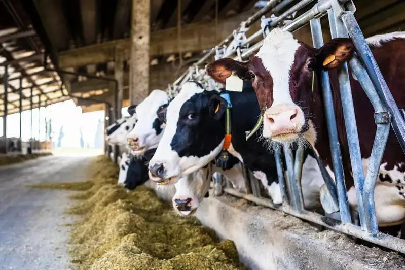 Животноводческих агроформирований становится больше в Костанайской области