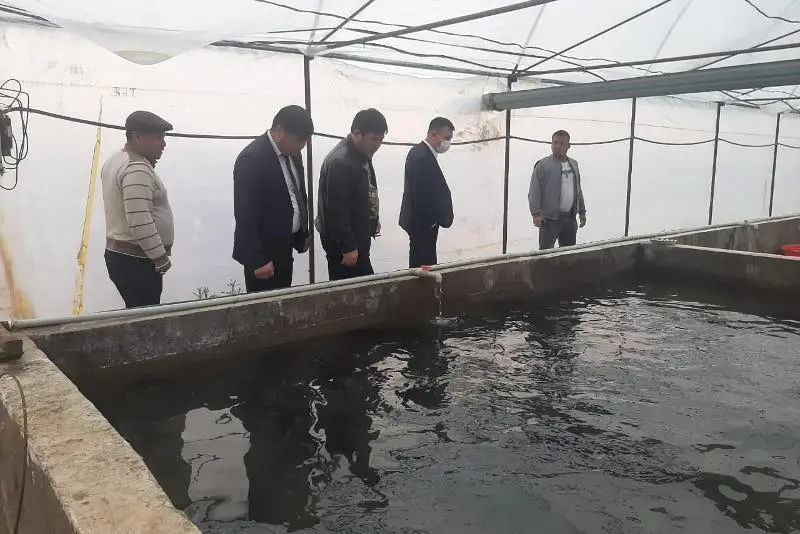 Африканских сомов выращивают в Туркестанской области