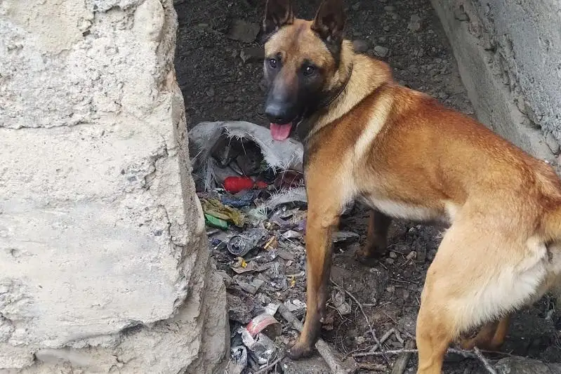 В дачном массиве Тараза минно-розыскная собака обнаружила гранатомет и гранаты