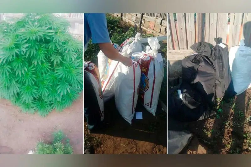 Коноплю на дачах выращивали двое безработных в Степногорске